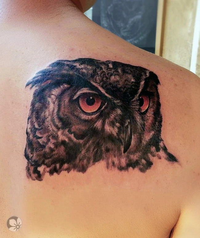 Owl