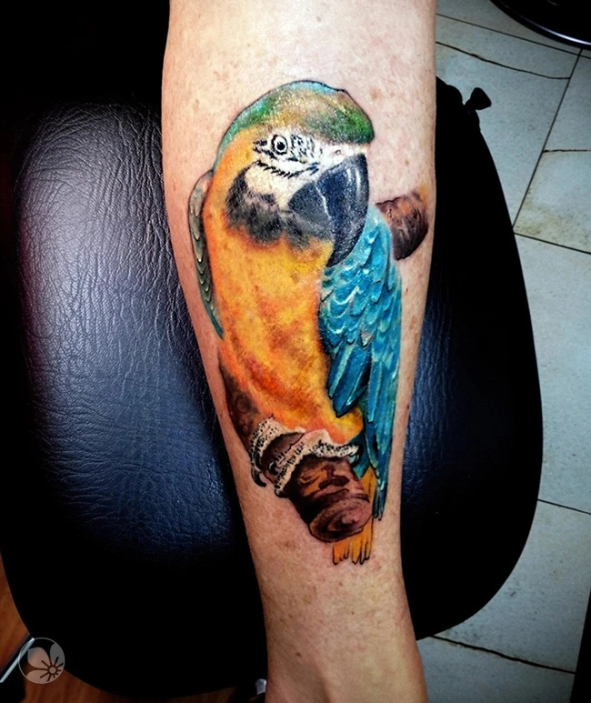 Parrot