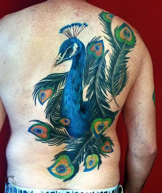 Peacock