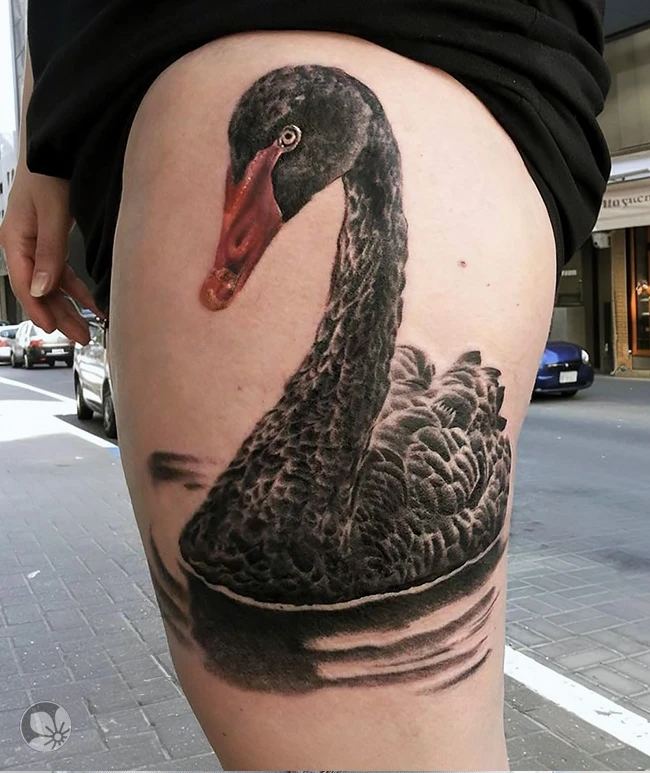 Swan