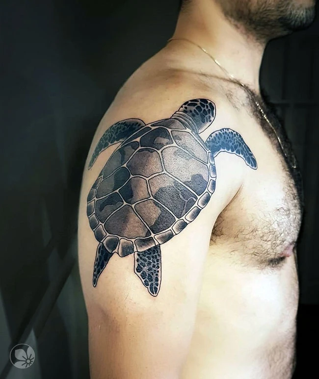 Turtle